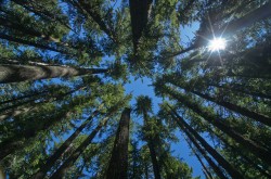 While-annual-crops-provide-some-short-term-carbon-sequestration-large-old-trees-are-far-more-important-in-global-terms-250x165