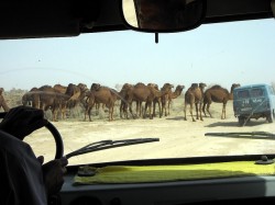 A-significant-quantity-of-contraband-is-transported-from-Afghanistan-and-into-Turkmenistan-on-camel-back-©-D-Stanley-250x187