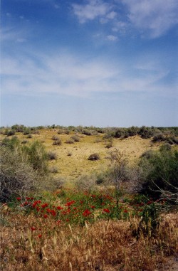 Although-much-of-Turkmenistan-is-a-desert-small-populations-of-opium-poppy-and-cannabis-do-persist-in-some-places-©-Jeanne-Menjoulet-Cie-250x381