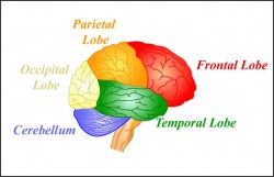 Epilepsy-2-250x161