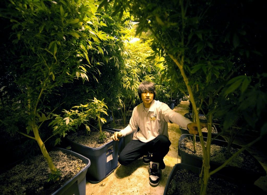 Пепел как удобрение для марихуаны конопля обрезка листьев