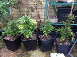 Autos-1-Sensi-Seeds-blog-250x187