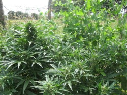 Autos-2-Sensi-Seeds-blog-250x188