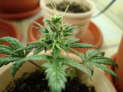 Autos-3-Sensi-Seeds-blog-250x187