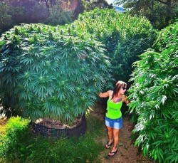 The-feminisation-of-the-world-of-cannabis-3-Sensi-Seeds-blog-250x229