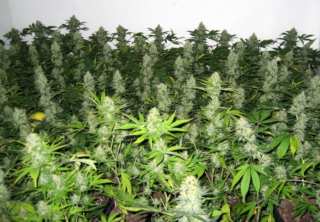 Cuantas plantas de marihuana se pueden tener en españa Cuantas plantas de marihuana se pueden tener en españa