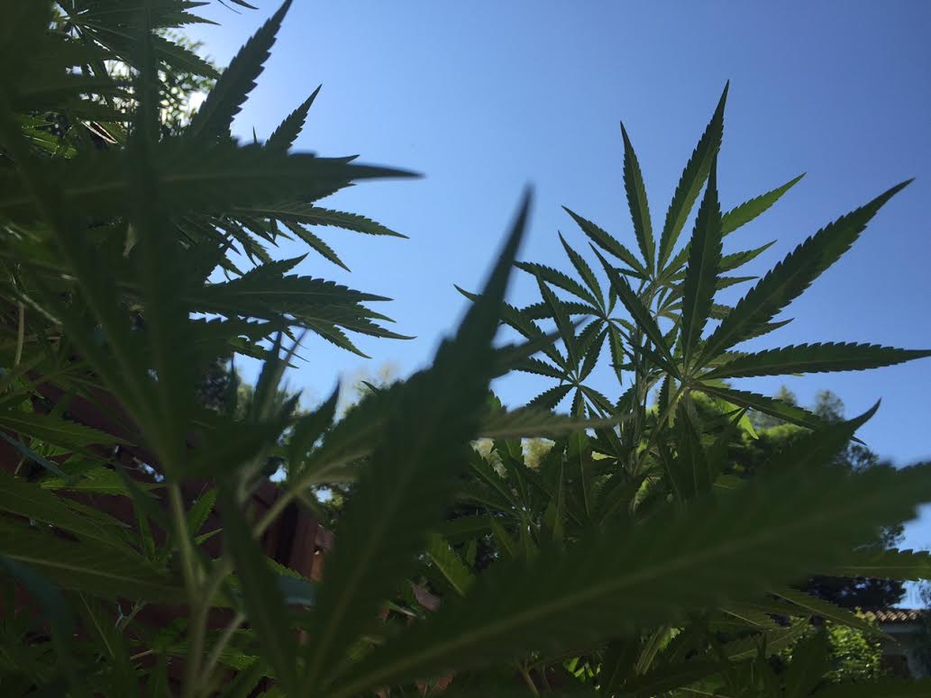 Marihuana casera