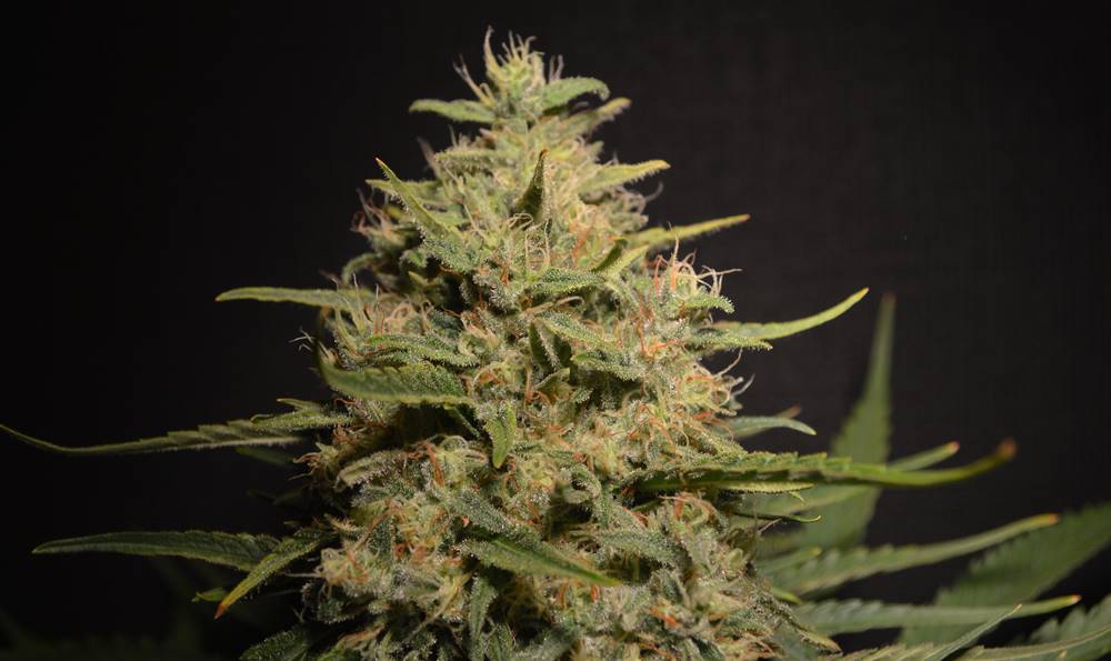 CBD-Critical-Mass