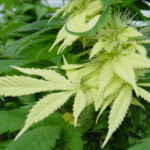 La variegación