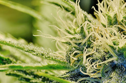 El consumo habitual de cannabis fuerte se ha relacionado con el daño en la sustancia blanca, pero no se ha establecido una relación causal (© DonGoofy)