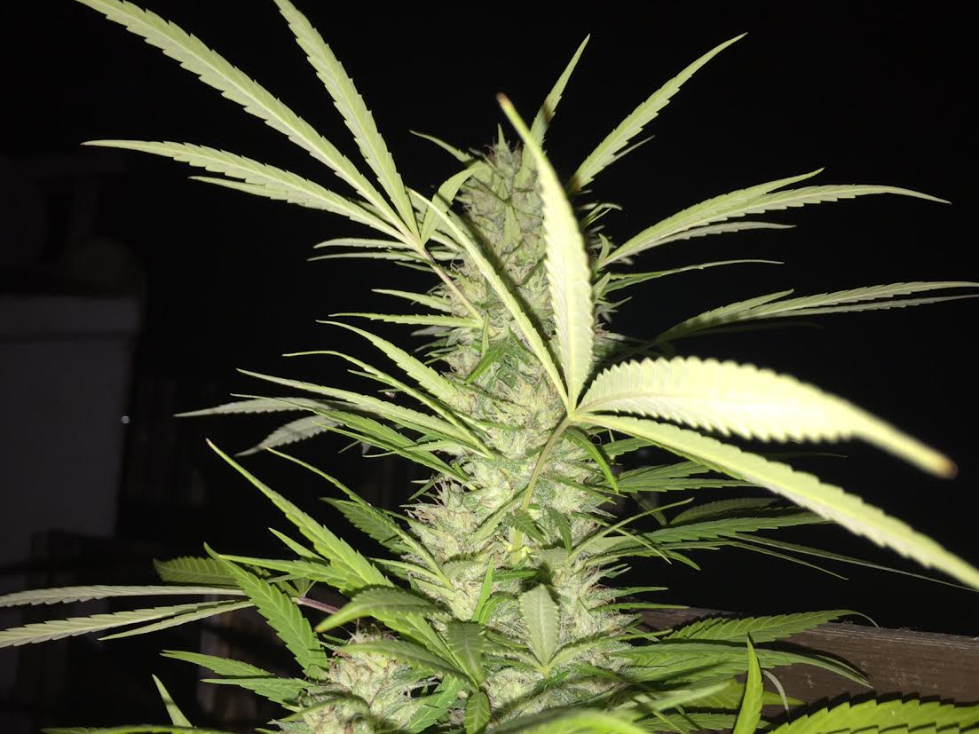 marihuana-noche1