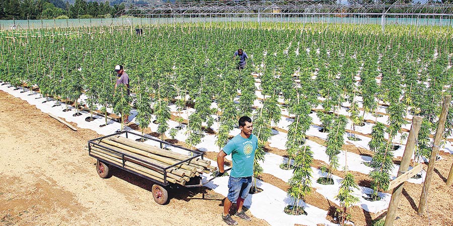 Resultado de imagen para plantaciones de marihuana medicinal