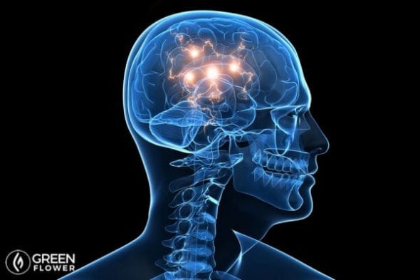 La ciencia detrás de cómo funciona el cannabis es bastante sorprendente.