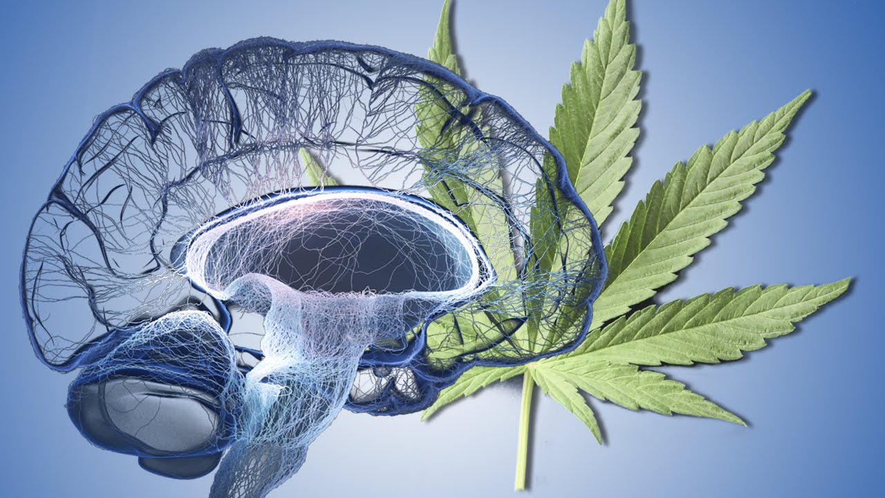 ¡Cannabis invierte el envejecimiento cerebral!