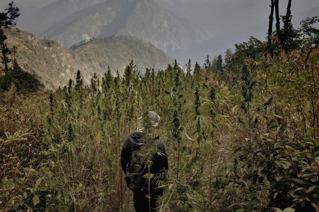 Cannabis_Him4