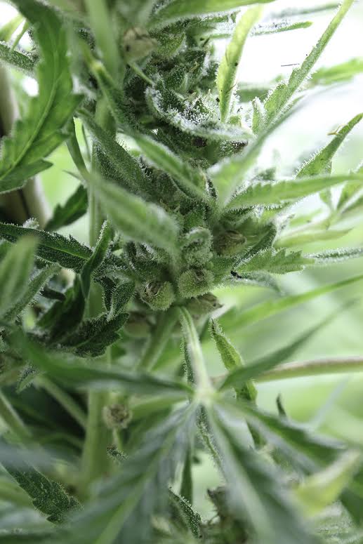 cultivo de interior cultivo interior archives la marihuana cultivo de interior cultivo interior archives la marihuana