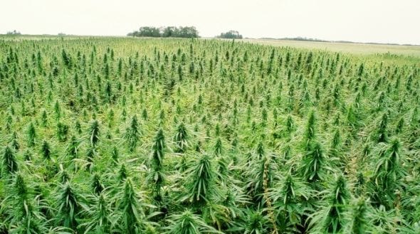 En la planta de cañamo son mas altos los niveles de CBG