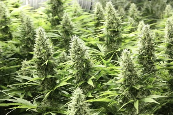 plantas-semillas-regular