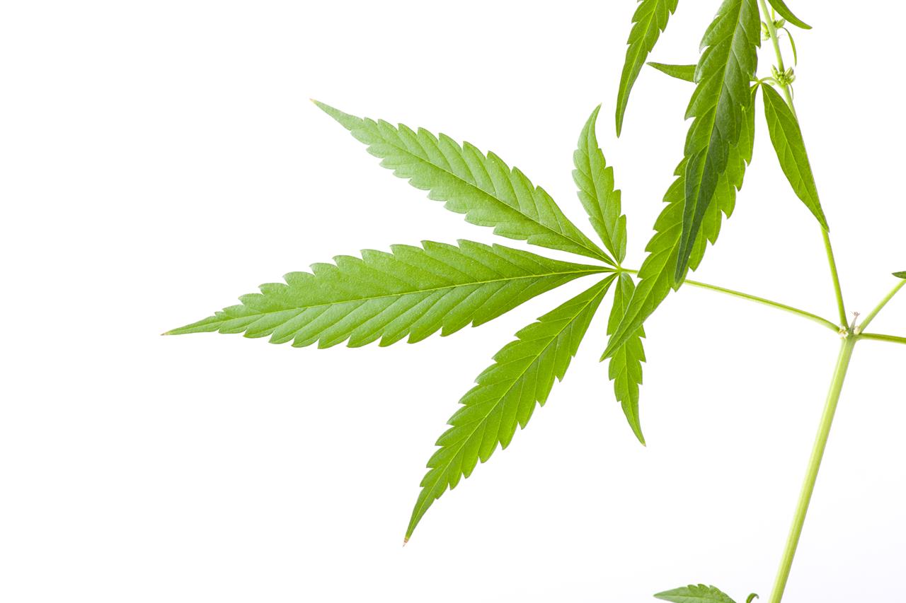Adevarul despre uleiul de Cannabis – pret, pareri, prospect, forum, farmacii