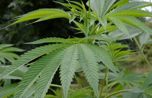 El enfoque actual de Finlandia hacia el cannabis es restrictivo, pero tiene una larga historia de cultivo y uso de cáñamo (© Free Flower Photos)
