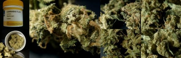 Actualmente, el cannabis Bedrocan importado de los Países Bajos ofrece la mejor relación calidad-precio del cannabis medicinal (© Wikimedia Commons)