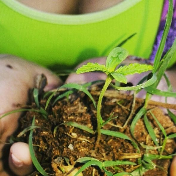 marihuana-paraguay-legaliza-cannabis1
