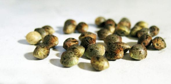Cannabis-Seeds-Smuggling-3-1-1024x507