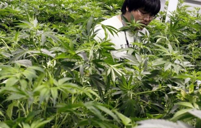 Tailandia, Segundo País Asiático Que Legaliza El Cannabis Medicinal
