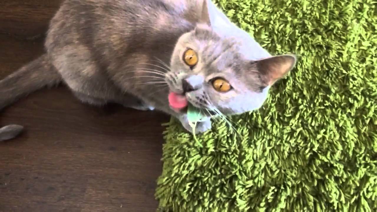 Действие марихуаны на котов Действие марихуаны на котов лесби и наркотики