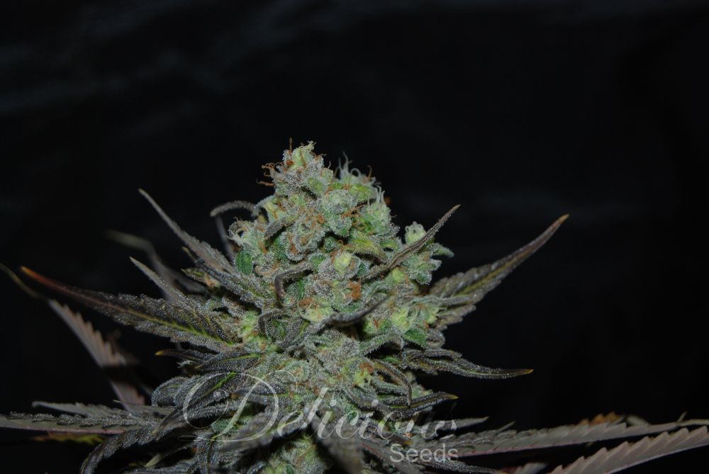 eleven-roses-nueva-variedad-100-ndica-de-delicious-seeds