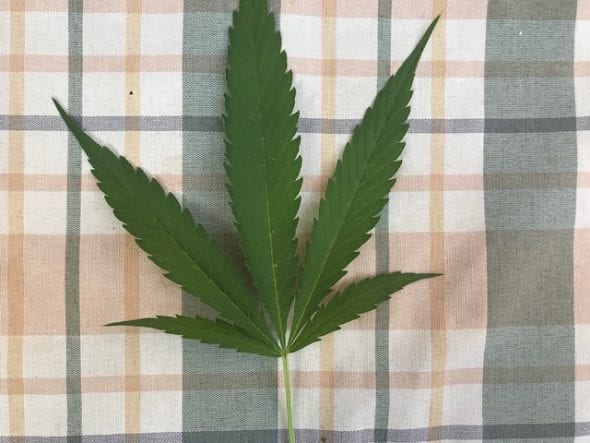 marihuana-medicinal