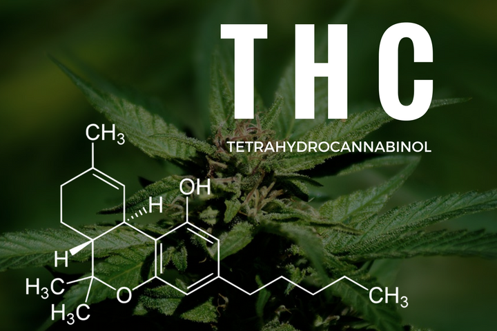 El THC surge como posible paladín contra el covid-19 - Derecho Cannabico