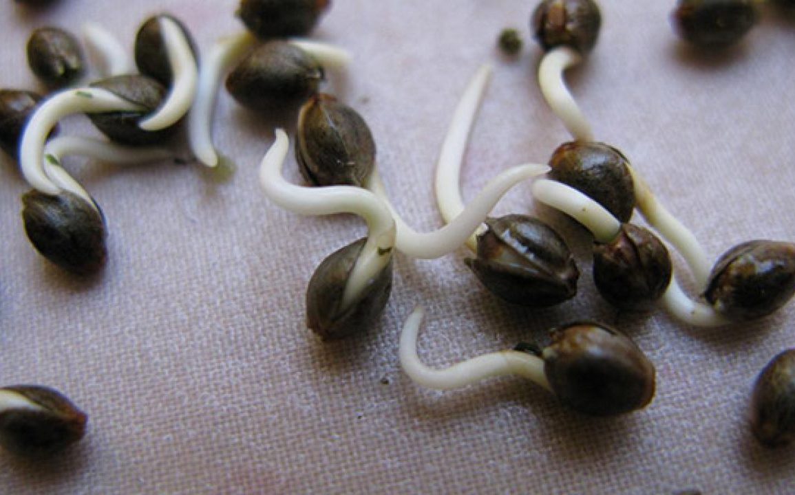 Consejos para germinar semillas de cannabis viejas