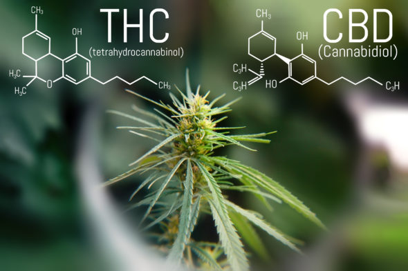 proporción CBD:THC